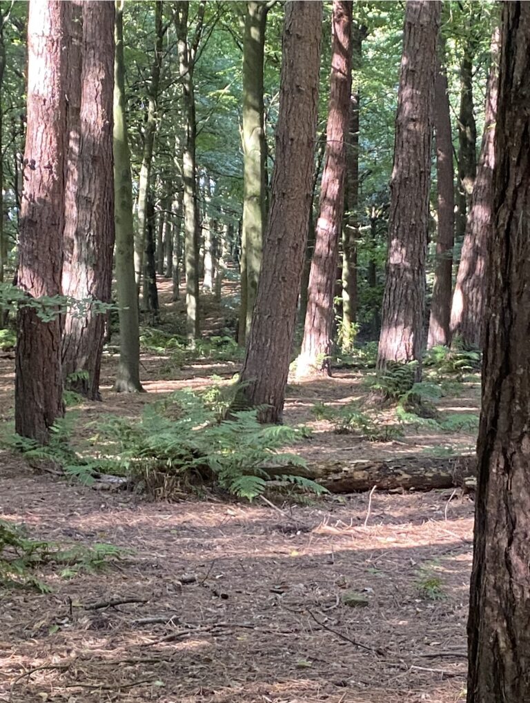 Image12