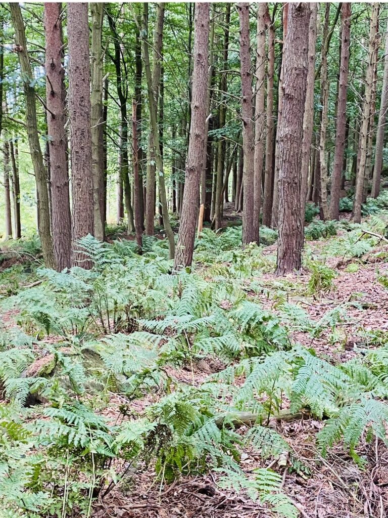 Image6
